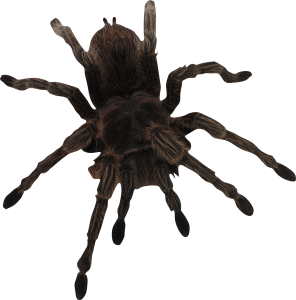 Spider PNG image-4537